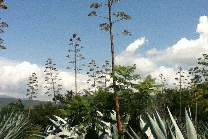Mezcal Tour Oaxaca - Final Thoughts: Is This Tour Right for You?