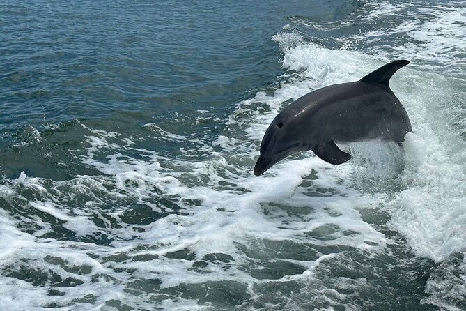 Miami Beach Swim and Dolphin Sightseeing Cruise Aboard a Yacht - Plan Your Miami Beach Adventure