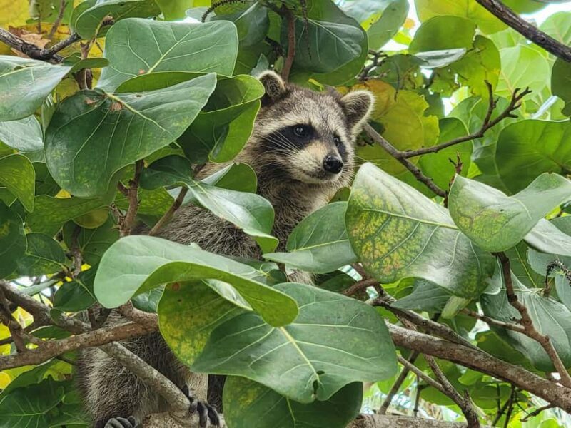 Miami: Biscayne Bay Ultimate Boat Tour with Kayak Experience - Key Points