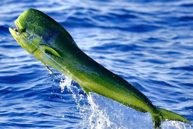 Miami Deep Sea Fishing Charters - Fishing Targets and Opportunities