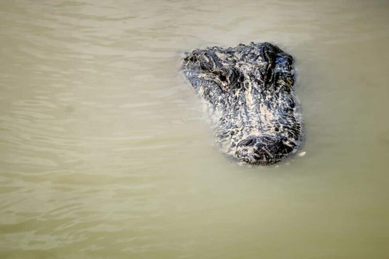 Miami: Everglades Airboat Alligator Tour with Transfer - Key Points