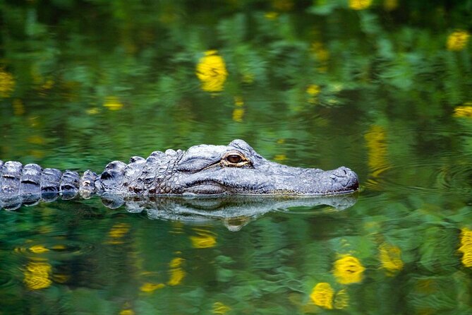 MIAMI: Everglades Airboat and Wildlife Sanctuary - Key Points