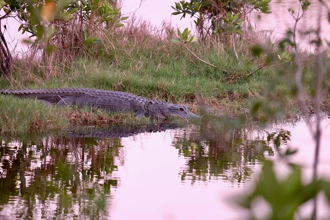 MIAMI: Everglades Airboat and Wildlife Sanctuary - Tour Details and Logistics