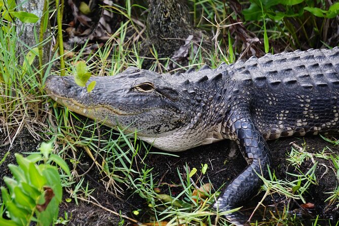 MIAMI: Everglades Airboat and Wildlife Sanctuary - Customer Reviews and Experiences