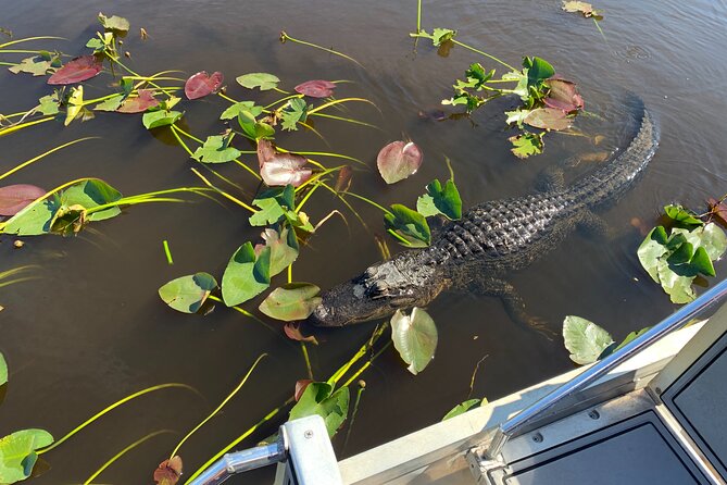 MIAMI: Everglades Airboat and Wildlife Sanctuary - Recommendations for a Successful Tour