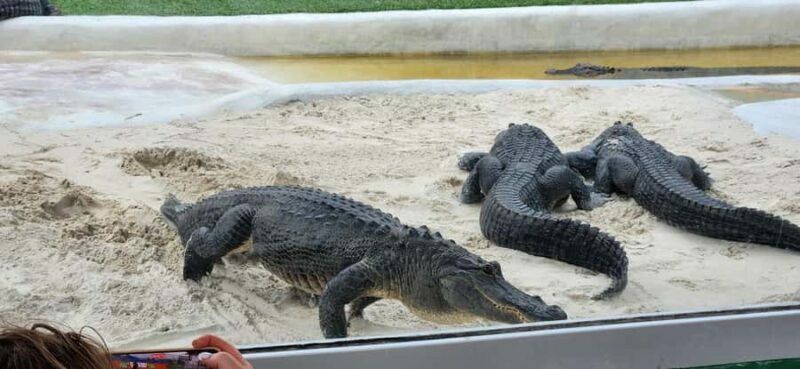 Miami: Everglades Airboat, Gator Encounter & Bus Transfer - Why This Tour Is a Good Choice