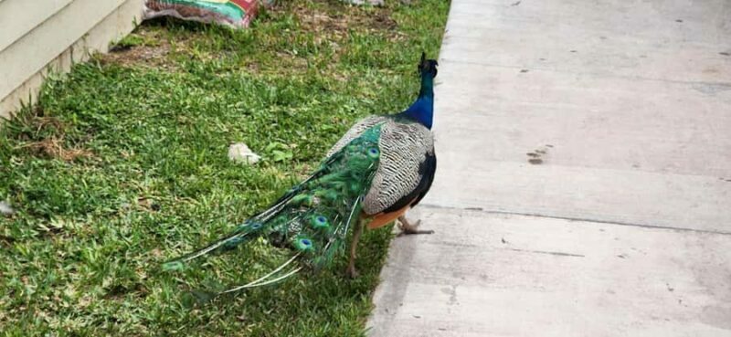 Miami: Everglades Airboat, Gator Encounter & Bus Transfer - Final Thoughts