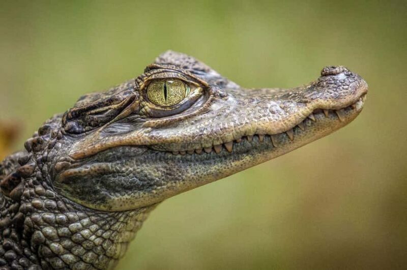 Miami: Everglades Airboat & Wildlife Experience - Who Will Love This Experience?