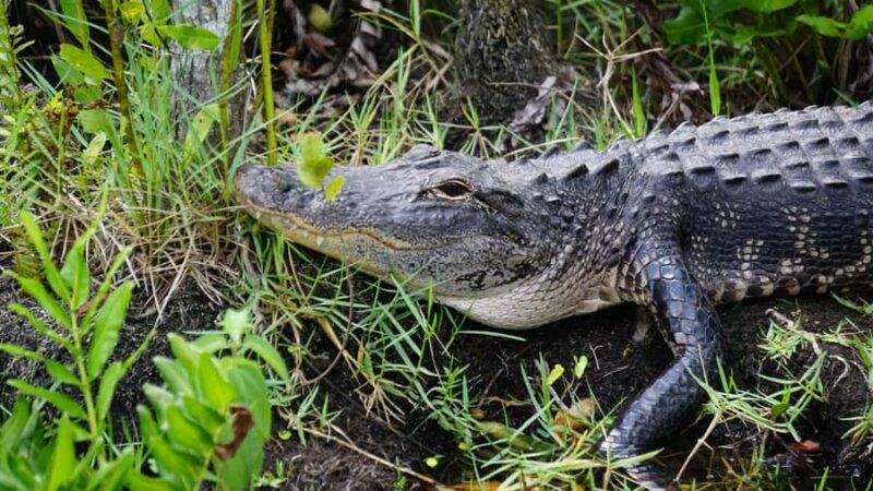 Miami: Everglades Airboat & Wildlife Experience - Final Thoughts
