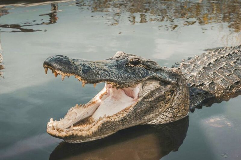 Miami: Everglades Experience, Bay Cruise & Open-top Bus Tour - Tour Features and Language Options