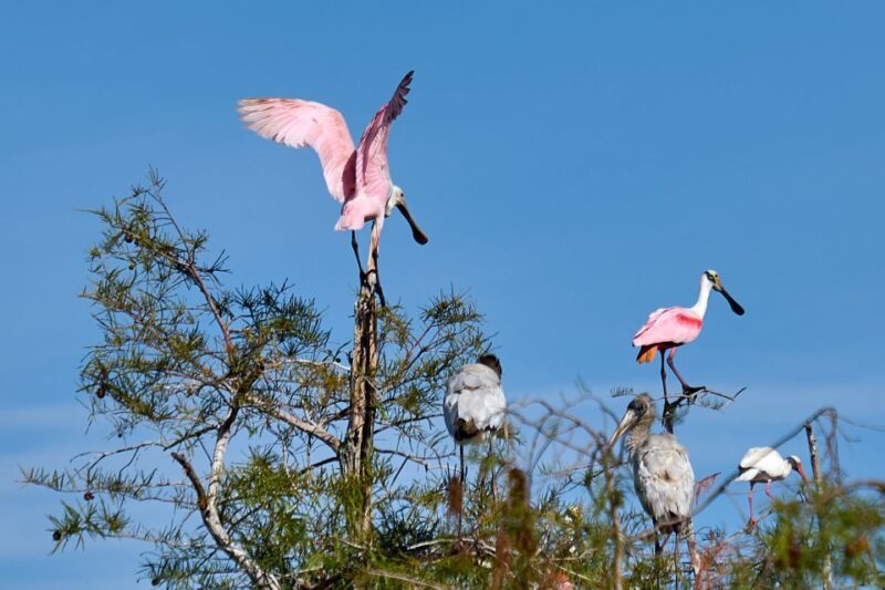 Miami: Everglades Full-Day Tour With 2 Boat Trips and Lunch - Customer Reviews and Ratings