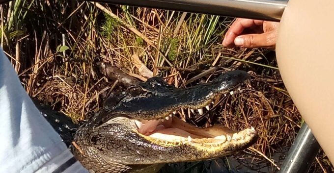 Miami: Everglades Full-Day Tour With 2 Boat Trips and Lunch - Boat Trips and Airboat Ride