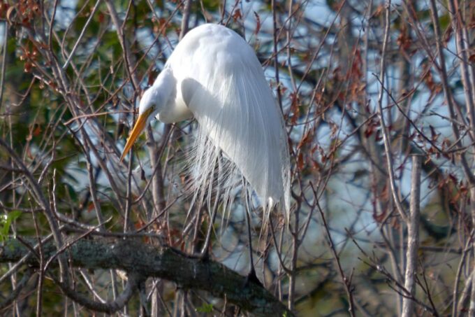 Miami: Everglades Full-Day Tour With 2 Boat Trips and Lunch - Hike in National Preserves