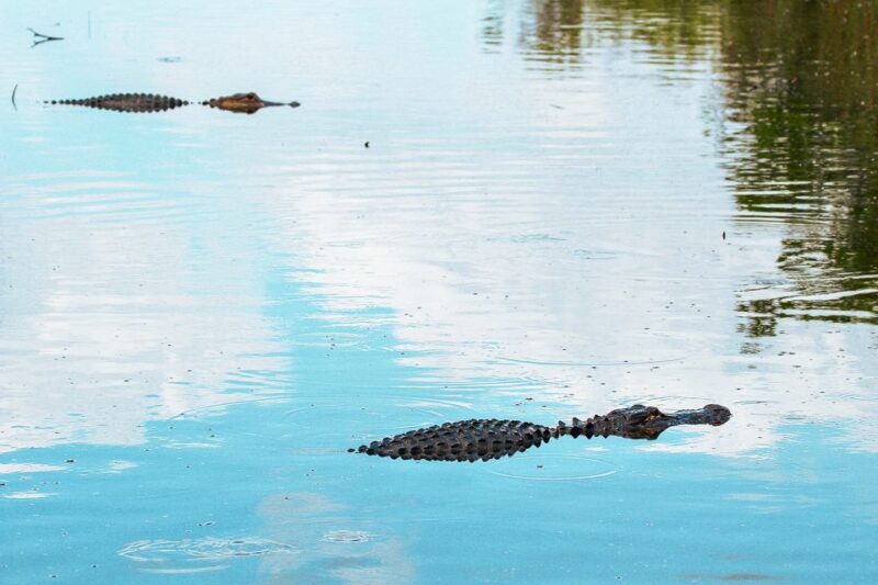 Miami: Everglades National Park Airboat Tour & Wildlife Show - Park Information and Fees