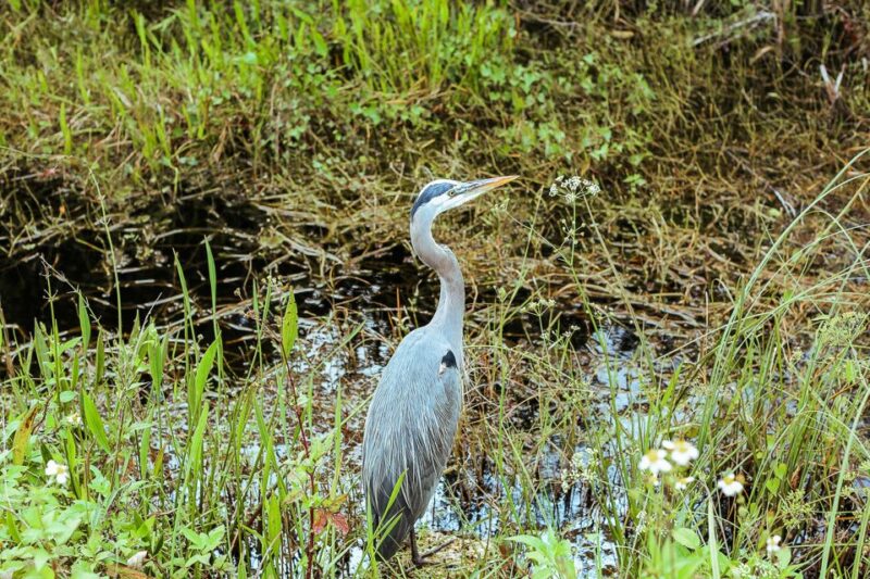 Miami: Everglades National Park Airboat Tour & Wildlife Show - Customer Reviews and Ratings