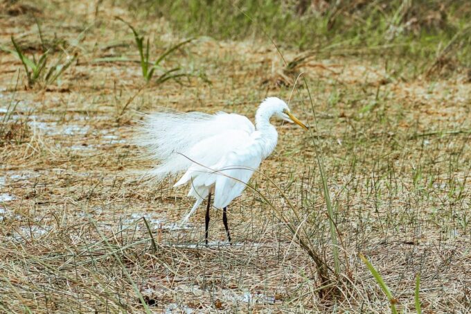 Miami: Everglades National Park Airboat Tour & Wildlife Show - Booking and Payment Options
