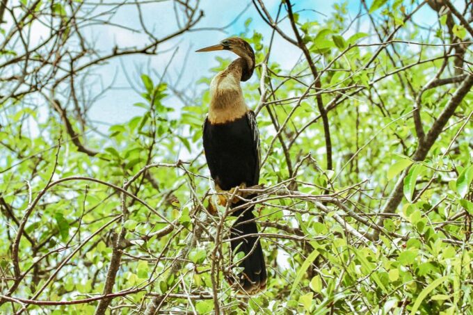 Miami: Everglades National Park Airboat Tour & Wildlife Show - Cancellation and Refund Policy