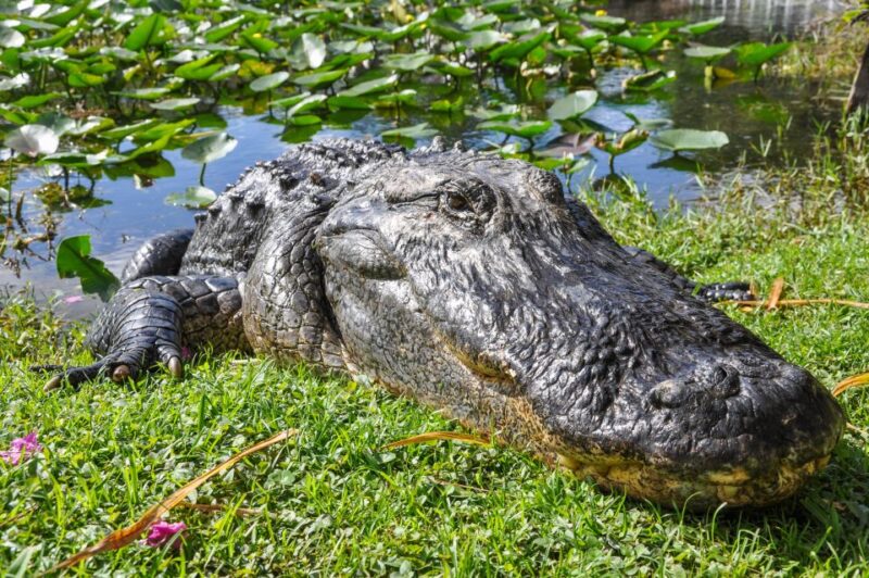 Miami: Everglades Safari Park Airboat Tour - Experience Highlights