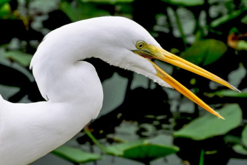 Miami: Everglades Safari Park Airboat Tour - Tour Details