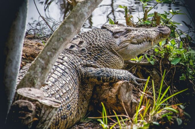 Miami: Everglades Safari Park Airboat Tour - Customer Reviews