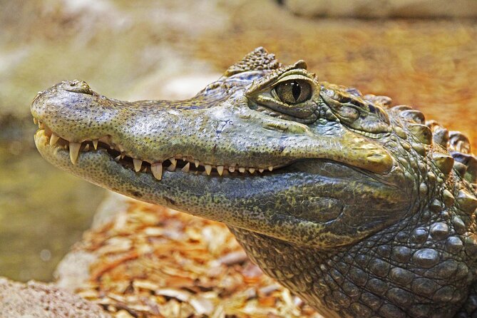 Miami Full Day Self-Guided Sightseeing Tour W/ Cruise and Everglades Airboat - Activities Included