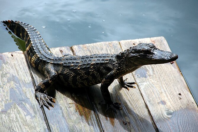 Miami Full Day Self-Guided Sightseeing Tour W/ Cruise and Everglades Airboat - Pricing and Booking