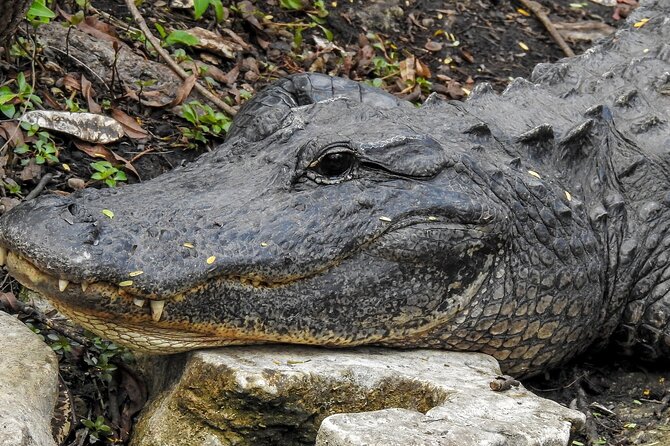 Miami Full Day Self-Guided Sightseeing Tour W/ Cruise and Everglades Airboat - Cruise of South Beach