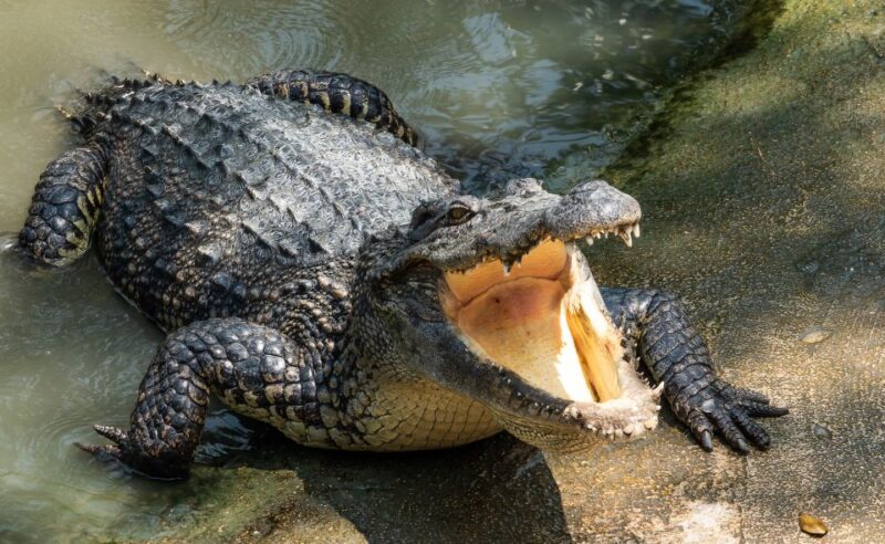 Miami: Half-Day Everglades Tour in French - Customer Reviews and Ratings