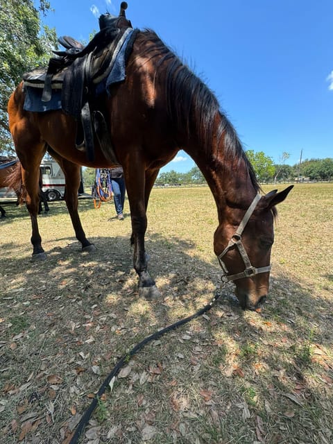 Miami: Horseback Riding in South Beach - Pricing and Reservations