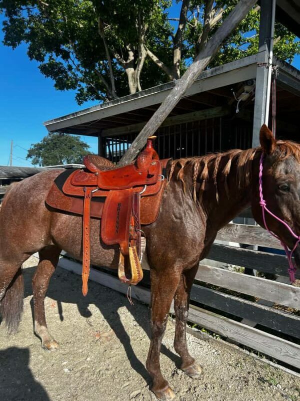 Miami: Horseback Riding Tour with Instructor - The Ride: What to Expect & How It’s Structured