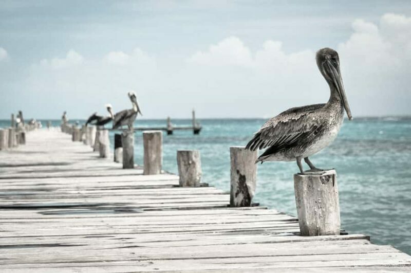 Miami: Key West Day Trip with Dolphin Spotting or Snorkeling - FAQ