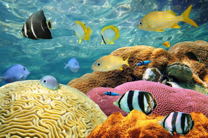 Miami: Key West Snorkeling Day Trip With Open Bar - Included Activities