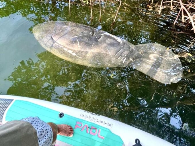 Miami: Manatee Season Paddleboard or Kayak Tour - Activity Details