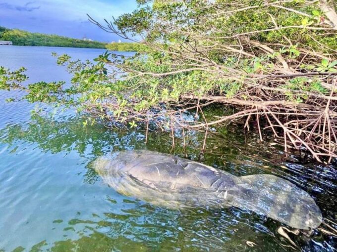 Miami: Manatee Season Paddleboard or Kayak Tour - Cancellation Policy