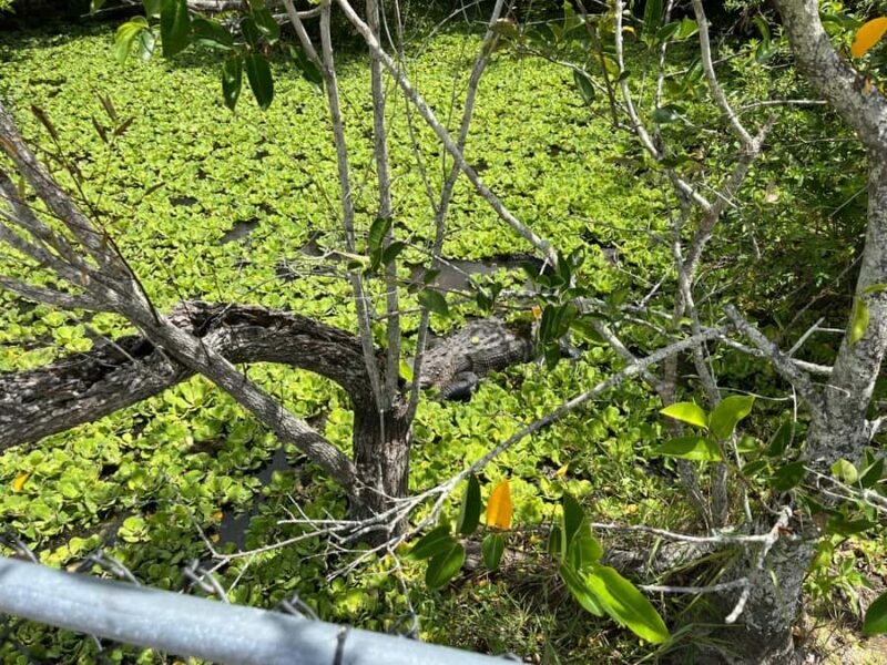 Miami: Private Everglades Tour in French in a Convertible Mustang - Final Thoughts