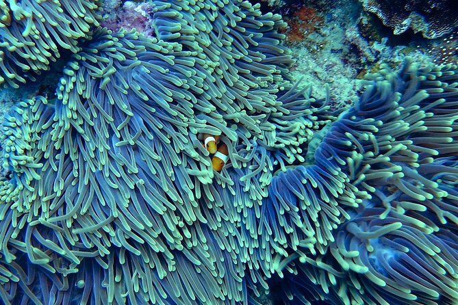 Miami: Snorkeling Adventure in Miami for Beginners - Meeting and Pickup Details