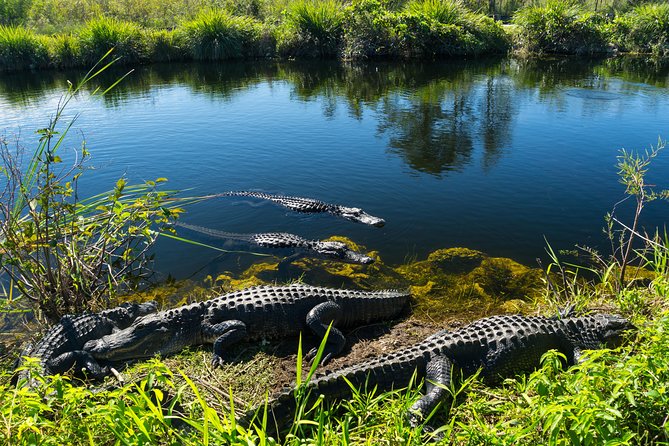 Miami Super Saver: Everglades Airboat Adventure and Miami City Tour - Spot Local Critters