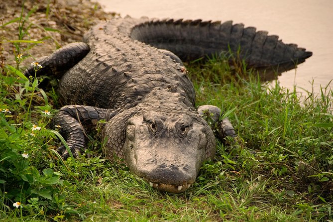 Miami Super Saver: Everglades Airboat Adventure and Miami City Tour - COVID-19 Policy Update