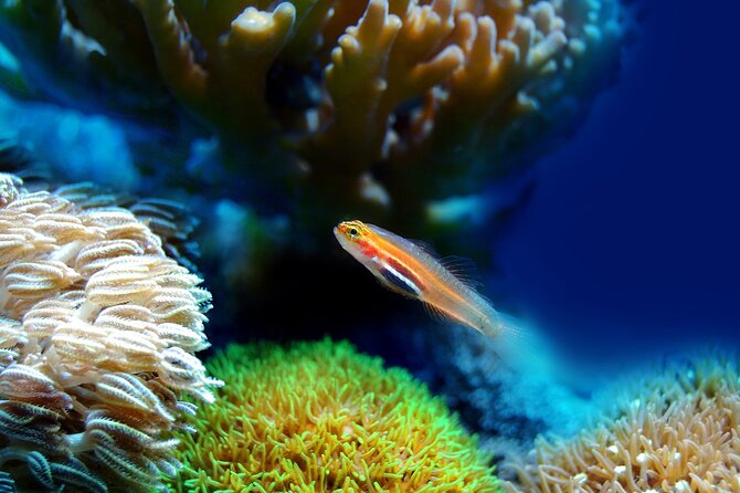 Miami to Key West Day Trip With Activity Options+Miami Airport - Booking Information and Pricing