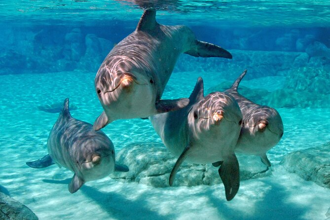 Miami to Key West Day Trip With Boat Options - Driving the Overseas Highway