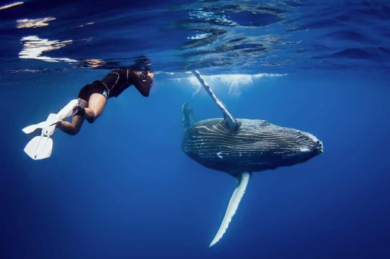 Miches: Half Day Whale Watching Catamaran Tour with Snacks - Key Points