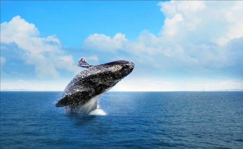 Miches: Half Day Whale Watching Catamaran Tour with Snacks - Practical Details for Travelers