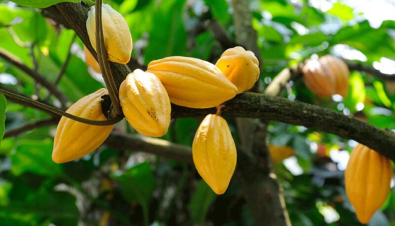 Miches: Los Haitises Cacao & Coffee Hike/Boat Tour - Experience Highlights