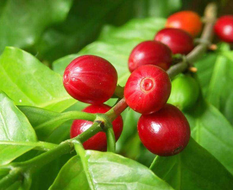 Miches: Los Haitises Cacao & Coffee Hike/Boat Tour - Transportation Options