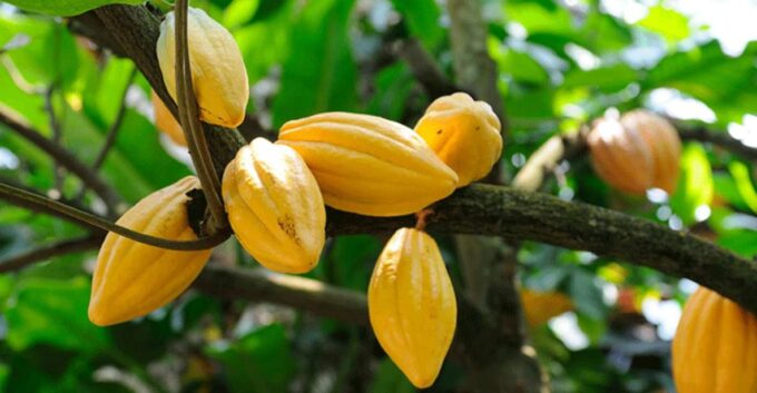 Miches: Los Haitises Cacao & Coffee Hike/Boat Tour - Booking and Availability