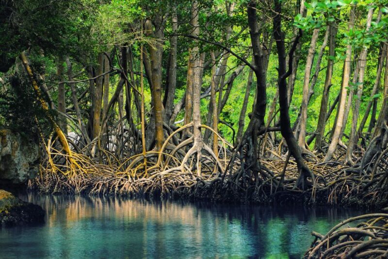 Miches: Los Haitises, Transfer, Walking & Boat Tour. - Activity Details