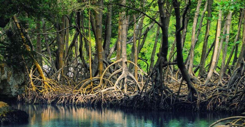 Miches: Los Haitises, Transfer, Walking & Boat Tour. - Exploration Highlights