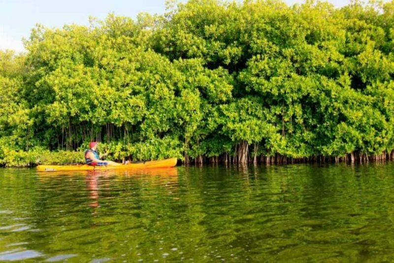 Miches: Private Kayak Excursion Through El Limón Lagoon - The Value of a Private Guided Tour