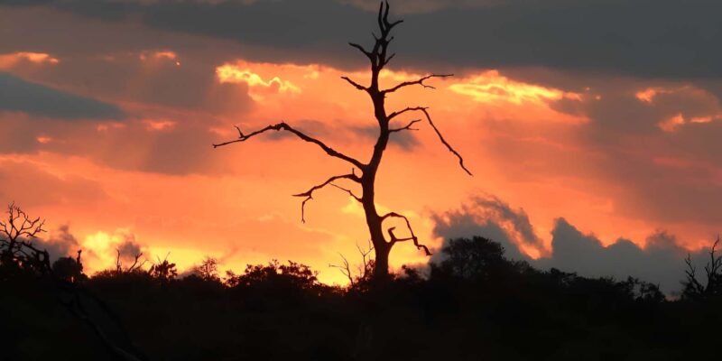 Mid-High End 5 Day Kruger All Inclusive Safari From Joburg! - Safari Experience