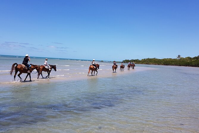 Mid-Morning Beach Horse Ride in Cape Tribulation - What to Expect on the Ride